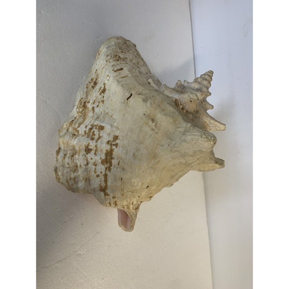 Large Conch Shell Queen Ocean Specimen Pink Sea Shell Fossil Nautical Beach - Picture 6 of 12